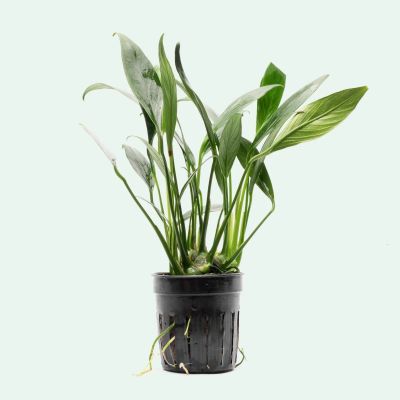 Лот: 15303575. Фото: 1. Анубиас конгензис мини (Anubias... Водные растения