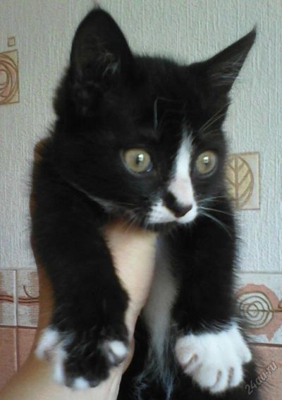 Лот: 5554046. Фото: 1. котенок девочка. Кошки, котята