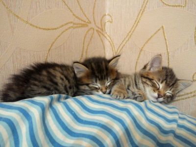 Лот: 10640322. Фото: 1. Котёнок курильского бобтейла. Кошки, котята