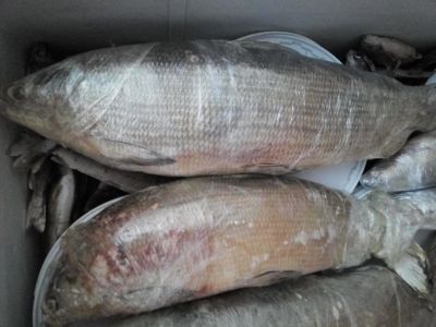 Лот: 10637656. Фото: 1. Чир!!!северная рыба!!!. Икра, рыба, морепродукты