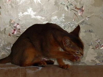 Лот: 11879405. Фото: 1. Абиссиниская кошечка. Кошки, котята