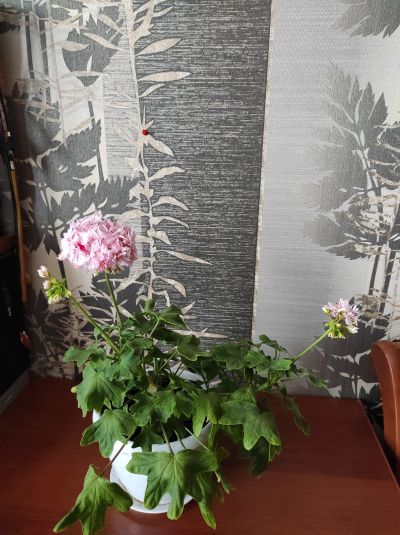 Лот: 19046650. Фото: 1. Пеларгония Герань. Горшечные растения и комнатные цветы