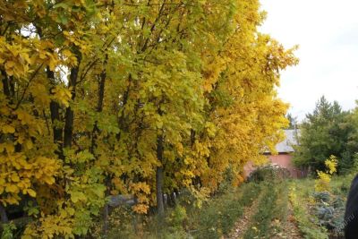 Лот: 11532867. Фото: 1. Дуб монгольский (лат. Quercus... Декоративные кустарники и деревья