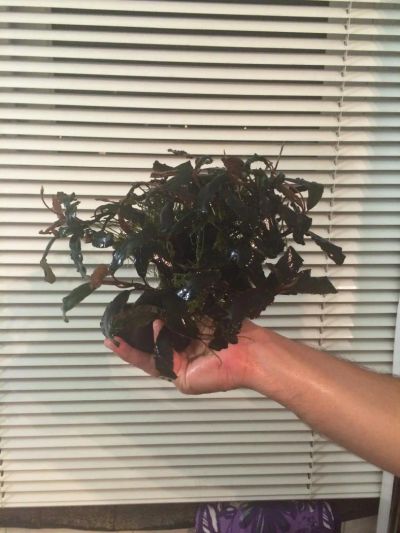 Лот: 5546880. Фото: 1. Bucephalandra sp. Sintang, West... Водные растения