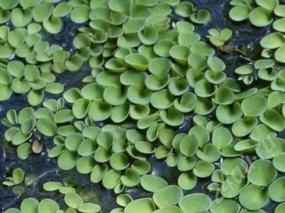 Лот: 494926. Фото: 1. Сальвиния. Водные растения