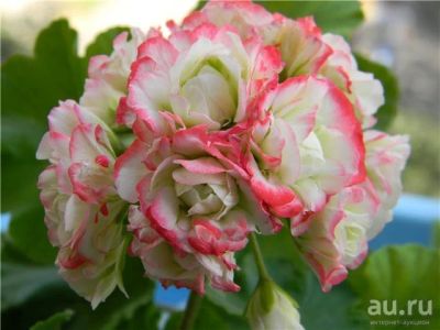 Лот: 13460142. Фото: 1. Apple blossom rosebud пеларгония. Горшечные растения и комнатные цветы