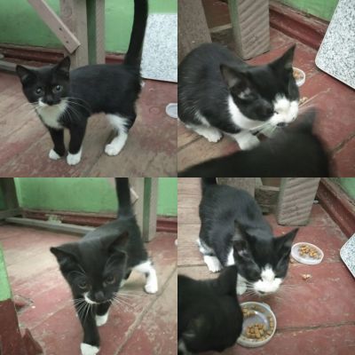 Лот: 16696865. Фото: 1. Малышки ищут любящий дом. Кошки, котята