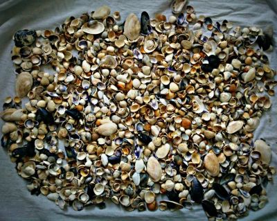 Лот: 3982657. Фото: 1. Морские Ракушки. Минералы и окаменелости