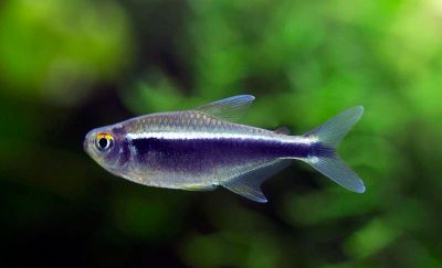 Лот: 16203920. Фото: 1. Неон черный (Hyphessobrycon herbertaxelrodi... Рыбки