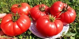 Лот: 7028191. Фото: 1. Рассада томатов Бычье сердце. Овощи
