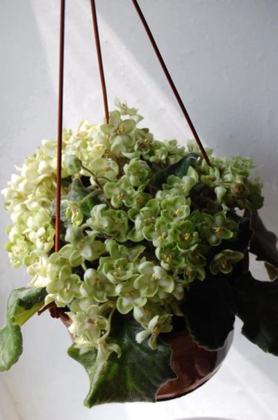 Лот: 9398682. Фото: 1. Сортовая фиалка Emerald Love... Горшечные растения и комнатные цветы