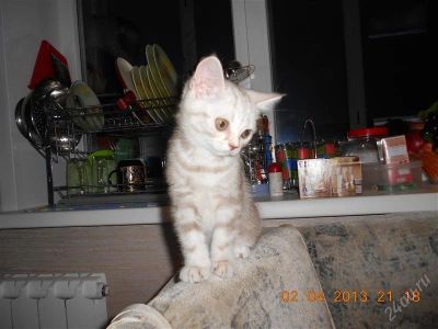 Лот: 2684337. Фото: 1. Шотландец. Кошки, котята