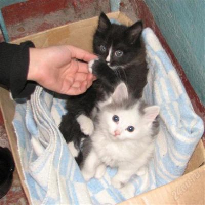 Лот: 1477825. Фото: 1. Пристроим котяток вместе - мальчик... Кошки, котята