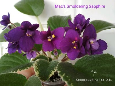 Лот: 14026848. Фото: 1. Фиалка Mac's Smoldering Sapphire... Горшечные растения и комнатные цветы