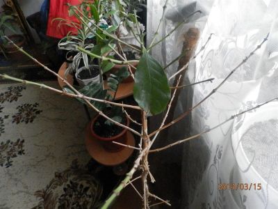 Лот: 3880561. Фото: 1. кофе. Горшечные растения и комнатные цветы