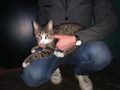 Лот: 8432559. Фото: 1. Арсений-Колбасений ищет тёплый... Кошки, котята