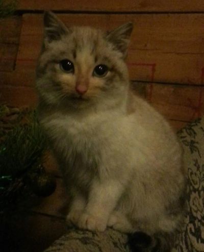 Лот: 3547110. Фото: 1. Малыш очень ждет любящих хозяев. Кошки, котята