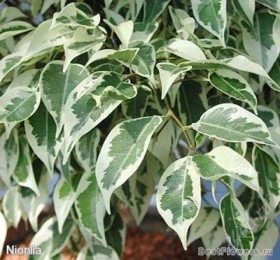 Лот: 2778051. Фото: 1. Фикус Бенджамина Старлайт (Ficus... Горшечные растения и комнатные цветы