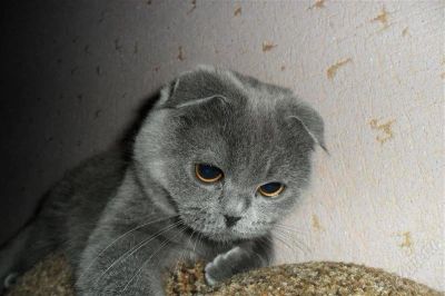 Лот: 1775976. Фото: 1. Котята шотландской вислоухой. Кошки, котята