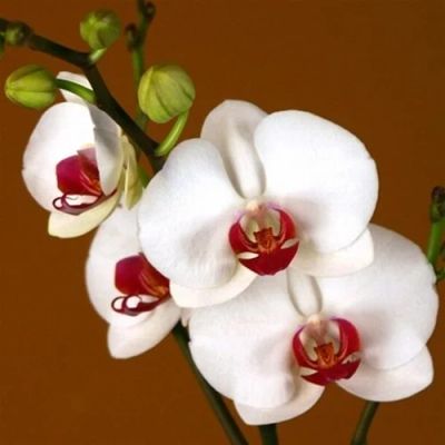 Лот: 6464627. Фото: 1. Орхидея детка. Горшечные растения и комнатные цветы