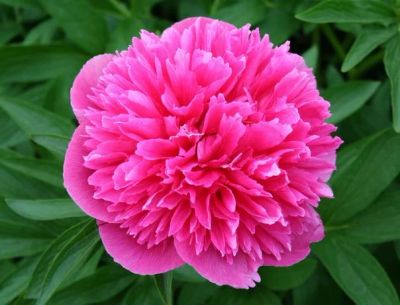Лот: 4175988. Фото: 1. Пион травянистый Rosea Plena. Другое (семена, рассада, садовые растения)