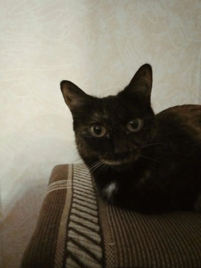 Лот: 17591264. Фото: 1. Котя Мотя. Кошки, котята