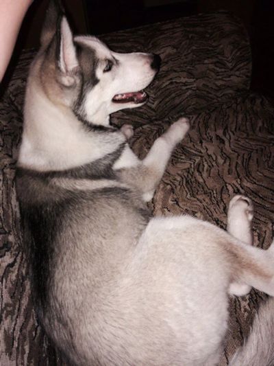 Лот: 10023037. Фото: 1. хаски. Собаки, щенки