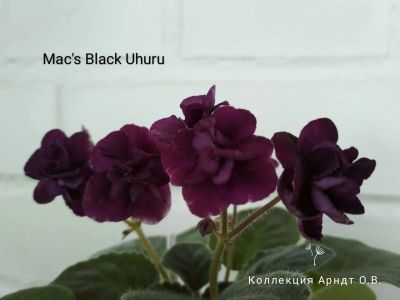 Лот: 13797278. Фото: 1. Фиалка мини Mac's Black Uhuru... Горшечные растения и комнатные цветы