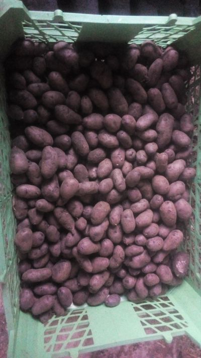 Лот: 14775488. Фото: 1. Меняю или продам фиолетовый картофель... Картофель