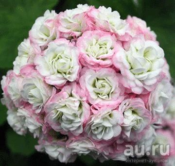 Лот: 13665133. Фото: 1. Пеларгония Сортовая April Snow. Горшечные растения и комнатные цветы