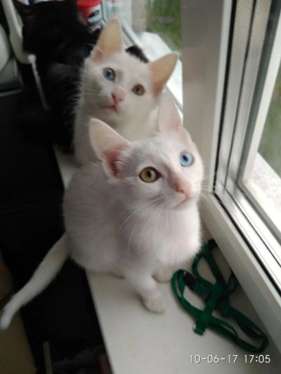 Лот: 9820416. Фото: 1. Белый котёнок разноглазик. Кошки, котята