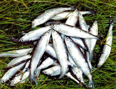 Лот: 8459744. Фото: 1. Ряпушка (сельдь, Туруханка). Икра, рыба, морепродукты