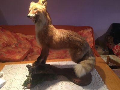 Лот: 17053660. Фото: 1. Чучело лисы. Чучела животных, рога, шкуры