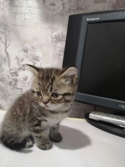 Лот: 18363289. Фото: 1. Котёнок мальчик. Кошки, котята
