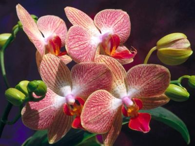 Лот: 6782240. Фото: 1. Орхидея Фаленопсис две стрелки... Свежие цветы