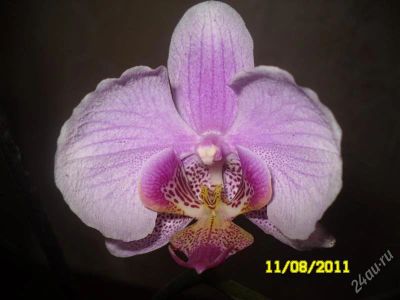 Лот: 1118365. Фото: 1. орхидея фаленопсис (отцвела). Горшечные растения и комнатные цветы