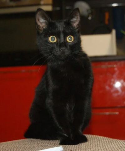 Лот: 3221286. Фото: 1. Кошечка, приучена к лотку. Кошки, котята