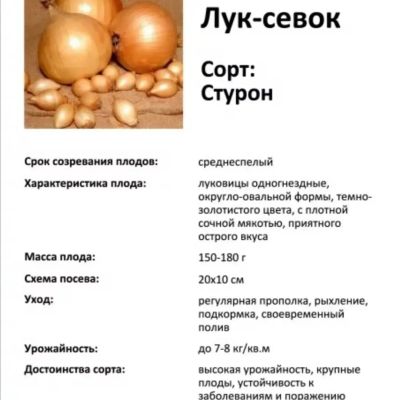 Лот: 19902173. Фото: 1. Лук севок сортовой. Горшечные растения и комнатные цветы