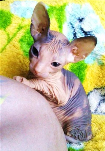 Лот: 1380305. Фото: 1. Котята Донские сфинксята. Кошки, котята