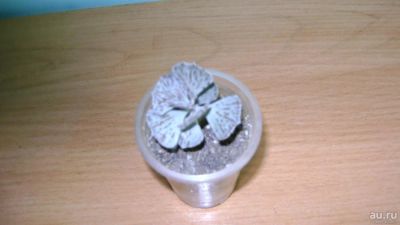 Лот: 12705743. Фото: 1. Kalachoe rhombopilosa (Каланхое... Горшечные растения и комнатные цветы