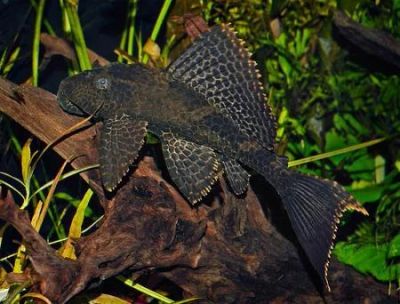 Лот: 7007132. Фото: 1. Парчовый птеригоплихт ( Pterygoplichthys... Рыбки