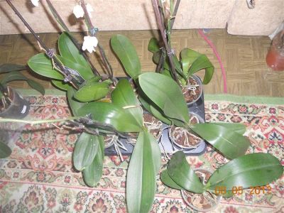 Лот: 1798458. Фото: 1. Орхидеия фаленопсис. Горшечные растения и комнатные цветы