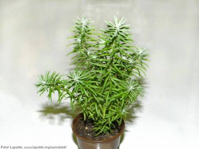 Лот: 11817932. Фото: 1. Седум Sedum griseum (суккулент... Горшечные растения и комнатные цветы