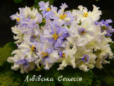 Лот: 8483373. Фото: 1. Продам лист сортовой фиалки Львiвська... Горшечные растения и комнатные цветы