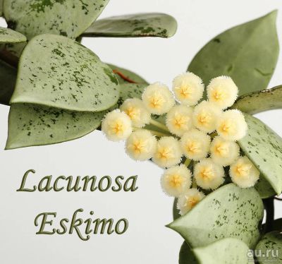 Лот: 9731116. Фото: 1. Хойя лакуноза эскимо (цветет). Горшечные растения и комнатные цветы