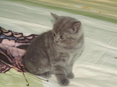 Лот: 2681231. Фото: 1. Шотландские котята. Кошки, котята