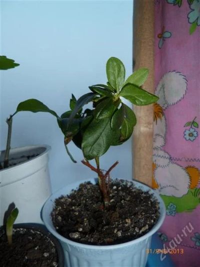 Лот: 2471431. Фото: 1. АзалиЯ. Горшечные растения и комнатные цветы