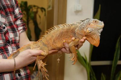 Лот: 3850750. Фото: 1. игуана красная,самец,3 года. Остальные животные