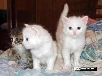 Лот: 661175. Фото: 1. ангорские котята. Остальные животные