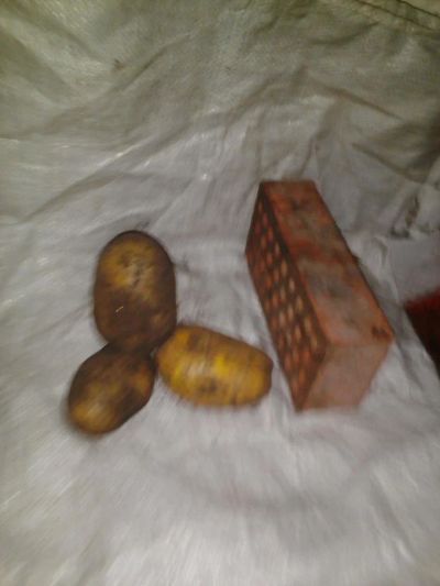 Лот: 10653032. Фото: 1. картофель нов урожай. Картофель